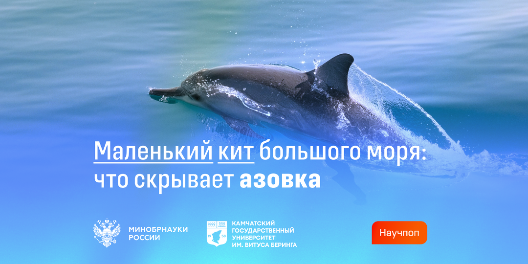 Маленький кит большого моря: что скрывает азовка