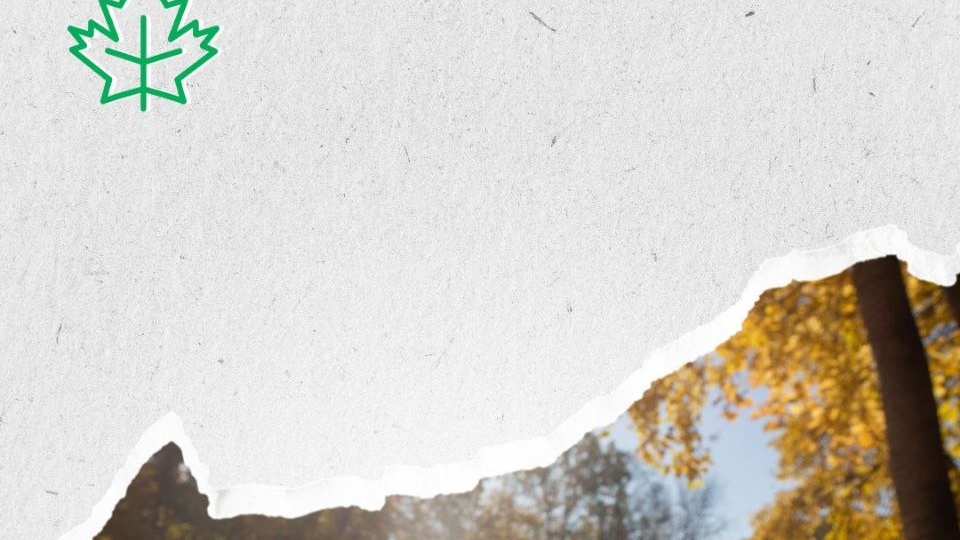 🍂 Опавшие листья не только создают уютную осеннюю атмосферу, но и выполняют важные задачи