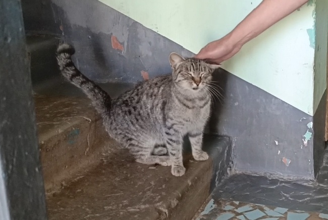 У каждого волонтера приюта есть своя тайна