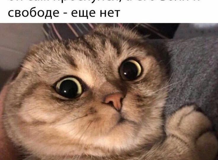 Веселые мемы