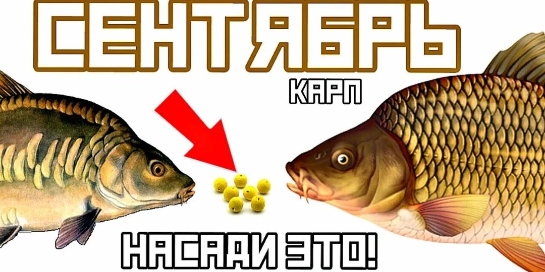Карп не устоит? 3 простые наживки, которые часто работают лучше дорогих бойлов