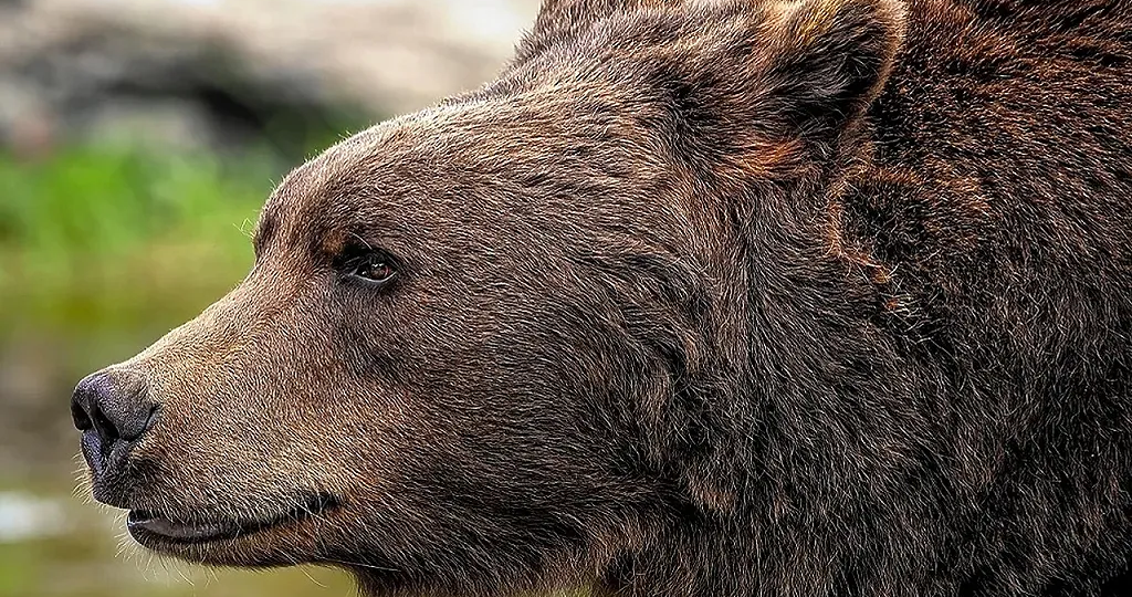 🐻 Медведи на Урале: почему их стало в два раза больше и как выжить при встрече