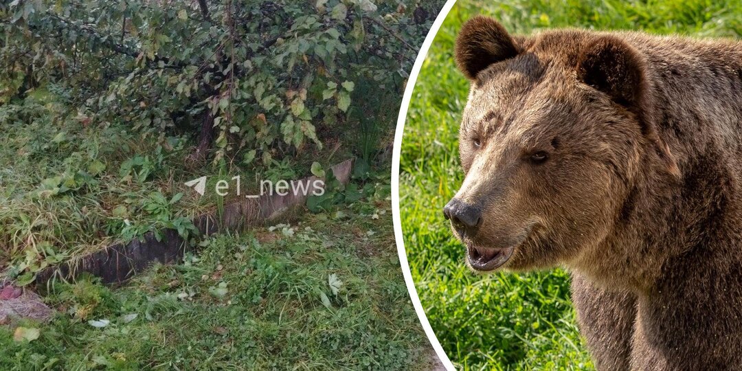 Медведь пришёл в коллективный сад в Краснотурьинске и съел урожай