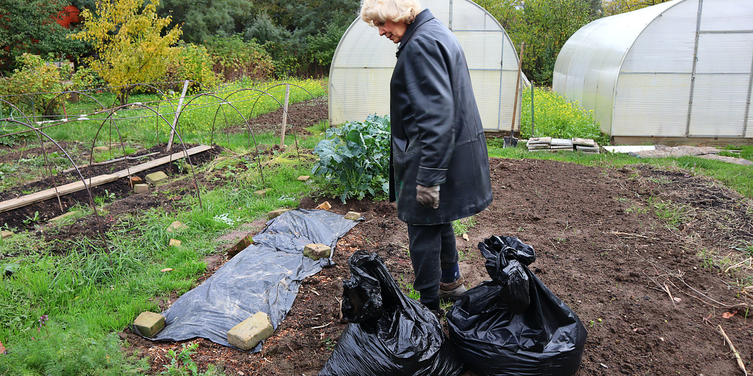Такая грядка по питательности превосходит навозную. С нее всегда собирают крупные овощи. Вносить в почву лучше в октябре-ноябре.