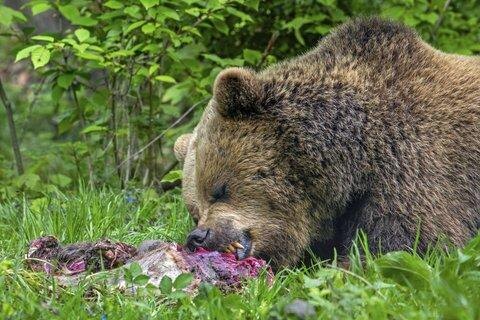 Медвежатина может оказаться опаснее, чем кажется: почему даже хорошо заготовленное мясо несёт риск