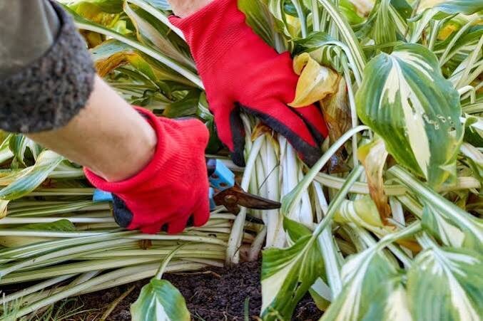 Верный способ развести слизней и погубить почки: показываю, как правильно обрезать хосты осенью и что с ними сделать ещё