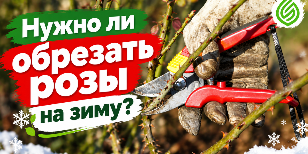 Нужно ли обрезать розы на зиму
