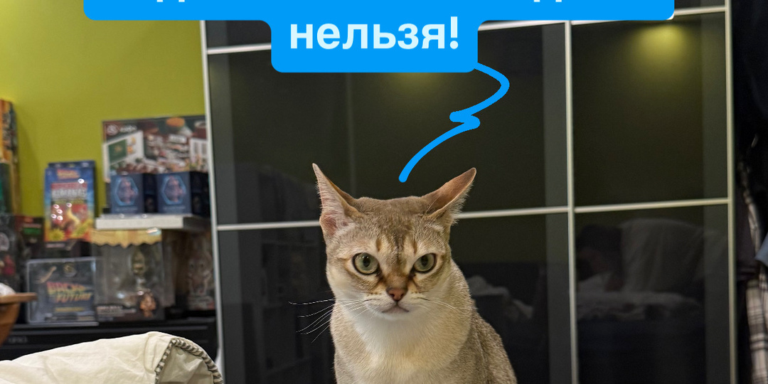 Зачем котики будят людей