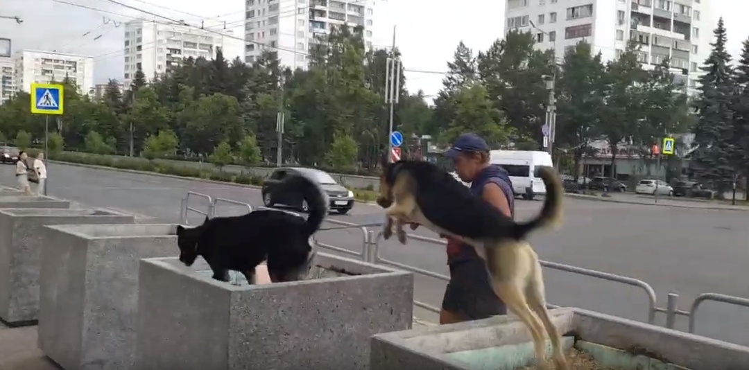Собачий паркур: сняли на видео, как питомцев дрессируют в центре города при помощи бетонных вазонов