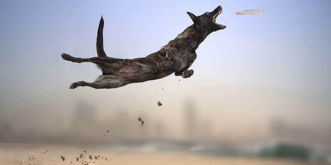 😱🐕 С этими собаками точно не соскучишься! 7 самых активных пород в мире