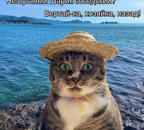 Веселые мемы с животными