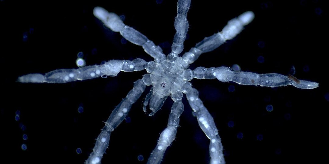 В море Селиш нашли два неизвестных вида морских пауков