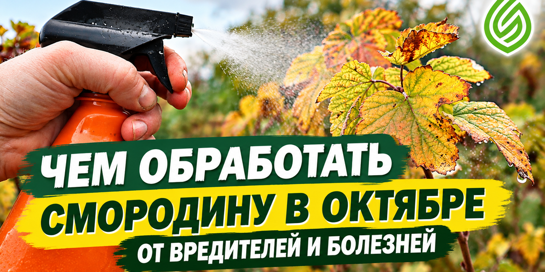 Чем обработать смородину в октябре от вредителей и болезней