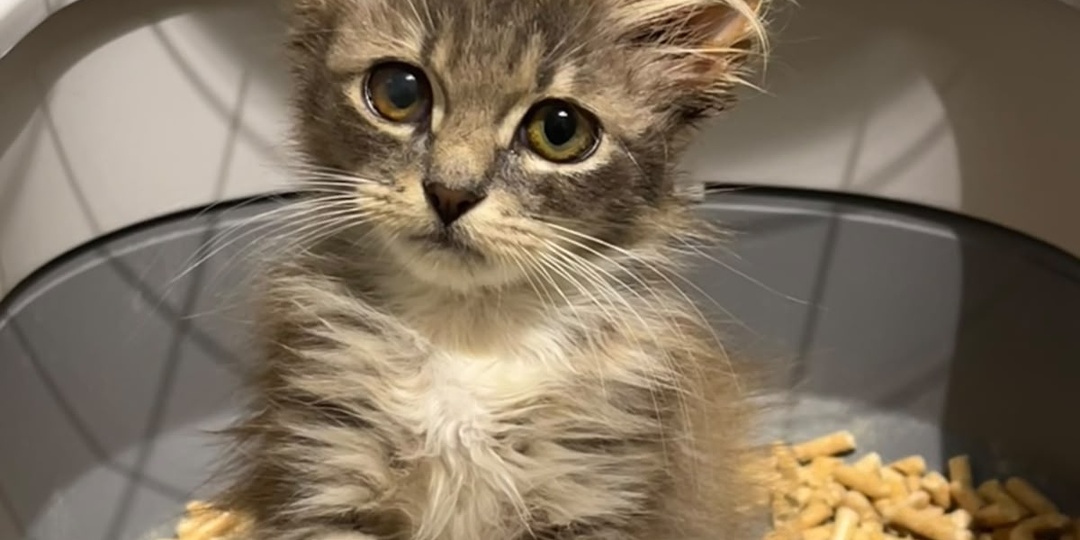 Пушистая девочка Джоли в поисках дома🐈🐾