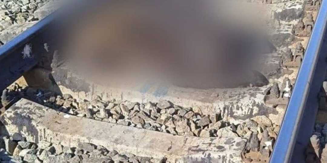 Железная дорога на севере Урала стала смертельной ловушкой для медведей