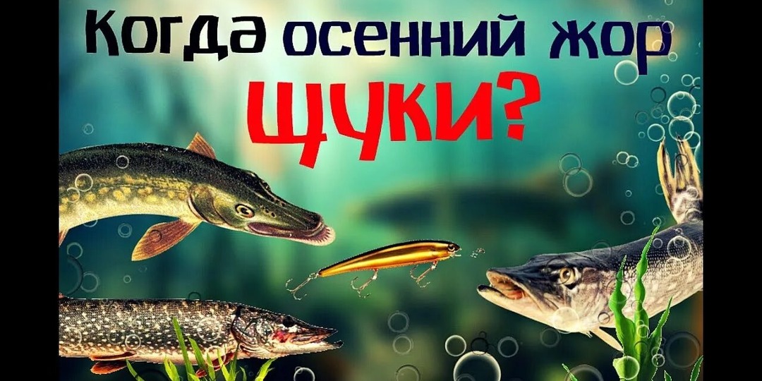 Октябрьский жор щуки — это не миф. Вот когда он начинается!