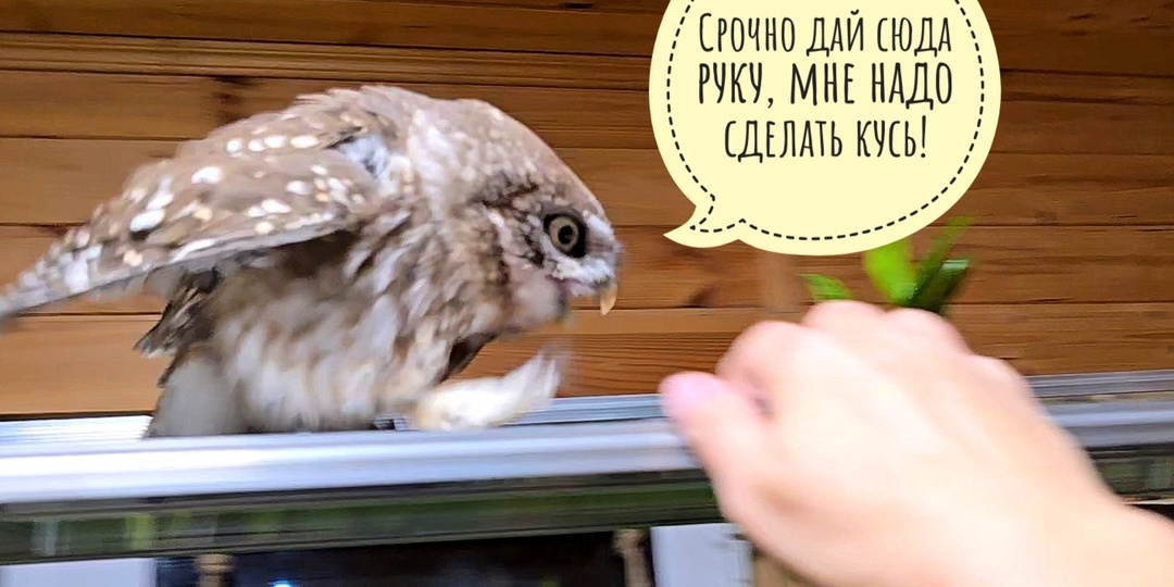 Все руки на стол! Сычу Лучику срочно надо сделать вечерний кусь!
