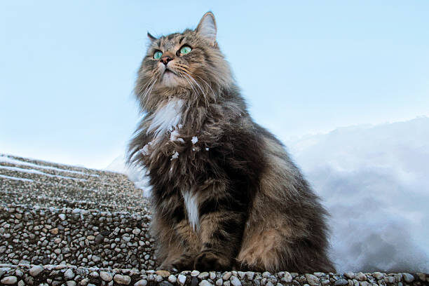 Ключ одинокой кошки