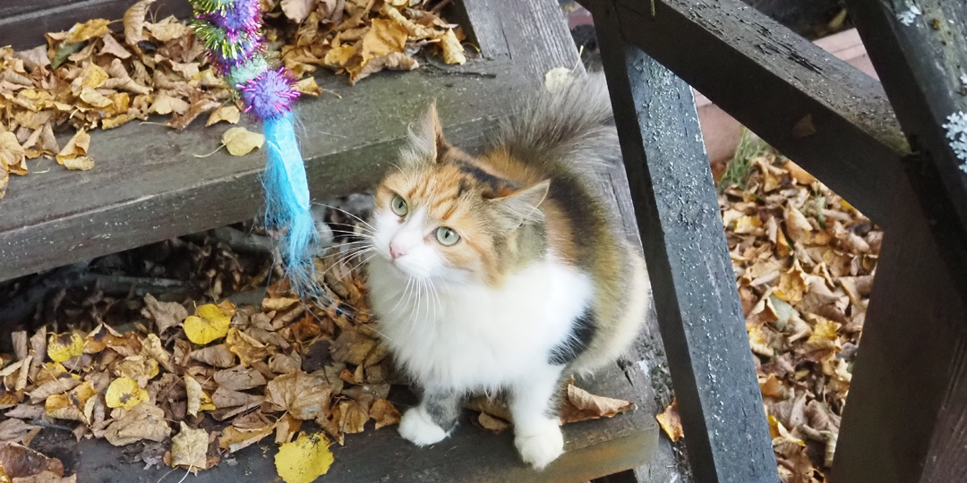 Кошка КИСА ищет дом🏡