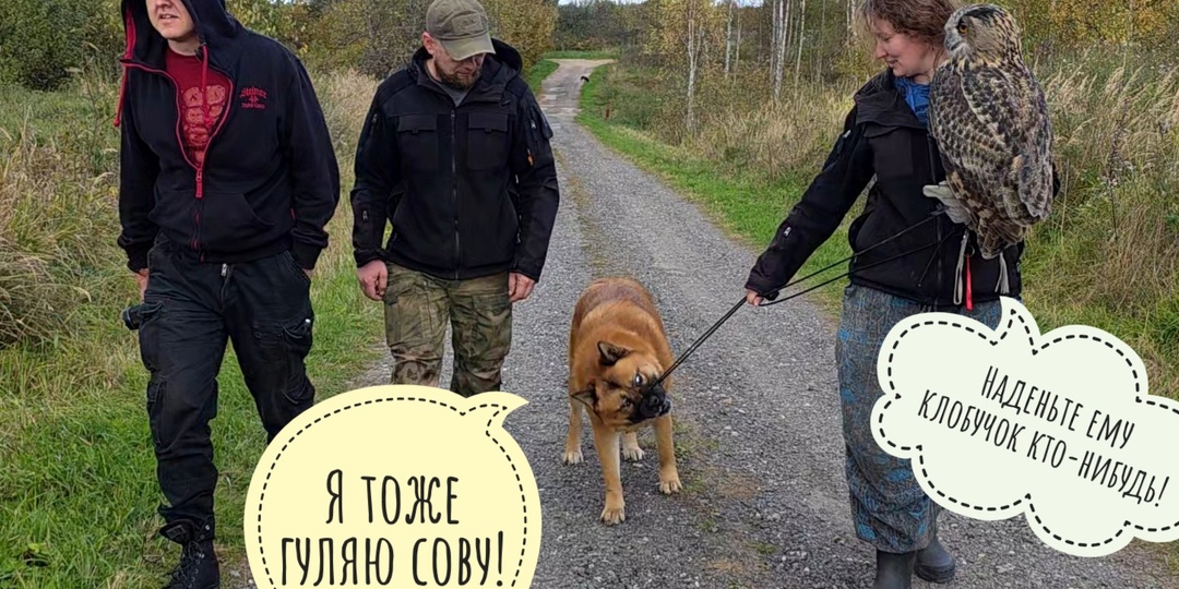 Сова Ёль вышла на работу в осень. Сова-важнова ведёт всех в лес делать красивое. Пёс Кубик помогает!