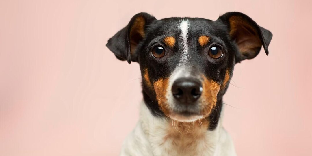🐕 Собаки, которые чуют рак: наука или красивая история