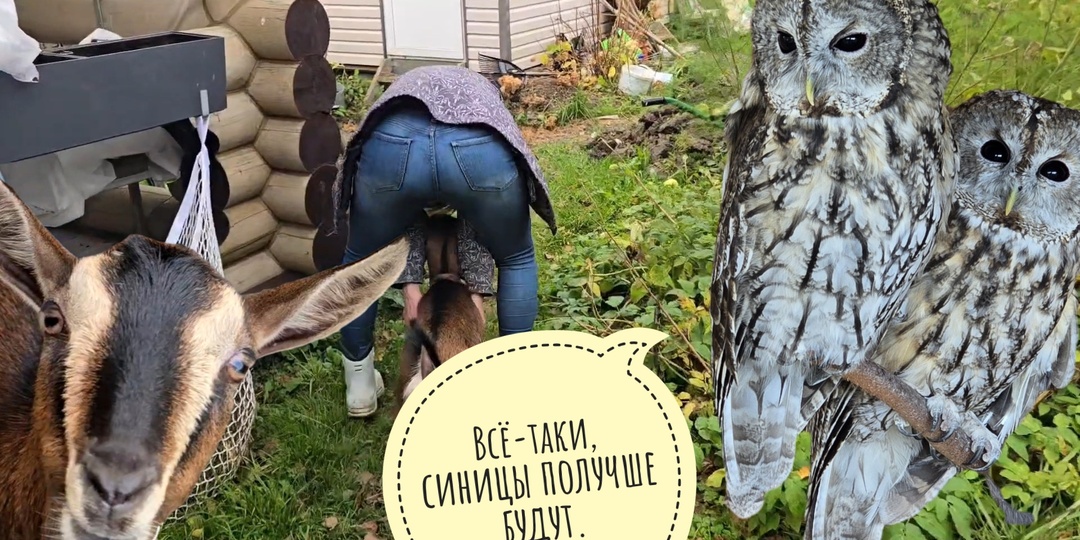 Навестили Аниных козлов, пока она в отъезде. Опять спасаю сов неясностей от синицы, Морошка помогает