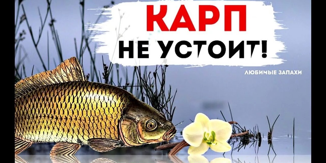 Запах, который собирает карася, карпа и леща в сентябре-октябре: почему летние ароматы больше не работают