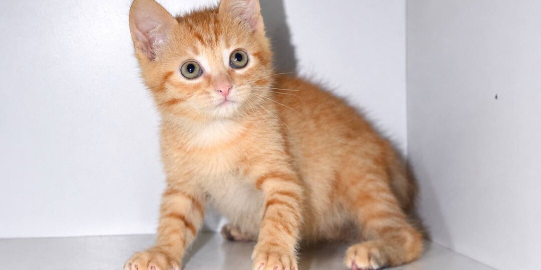 🐱 Котёнок Сандал планирует срочно завести себе человека!
