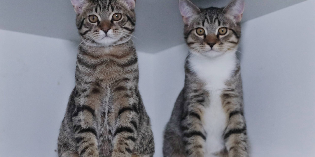 Умные дети умной мамы 😻