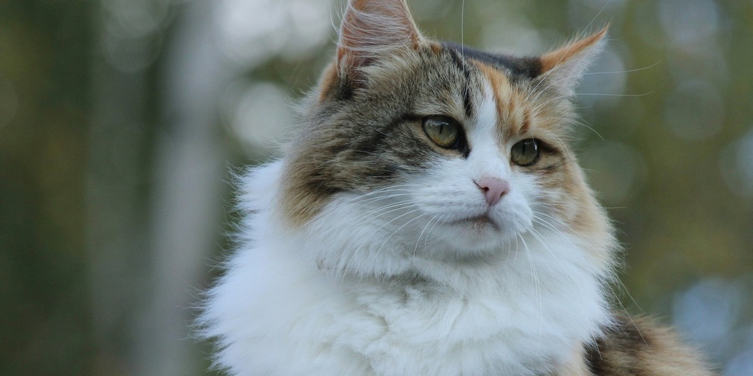 Ключ одинокой кошки
