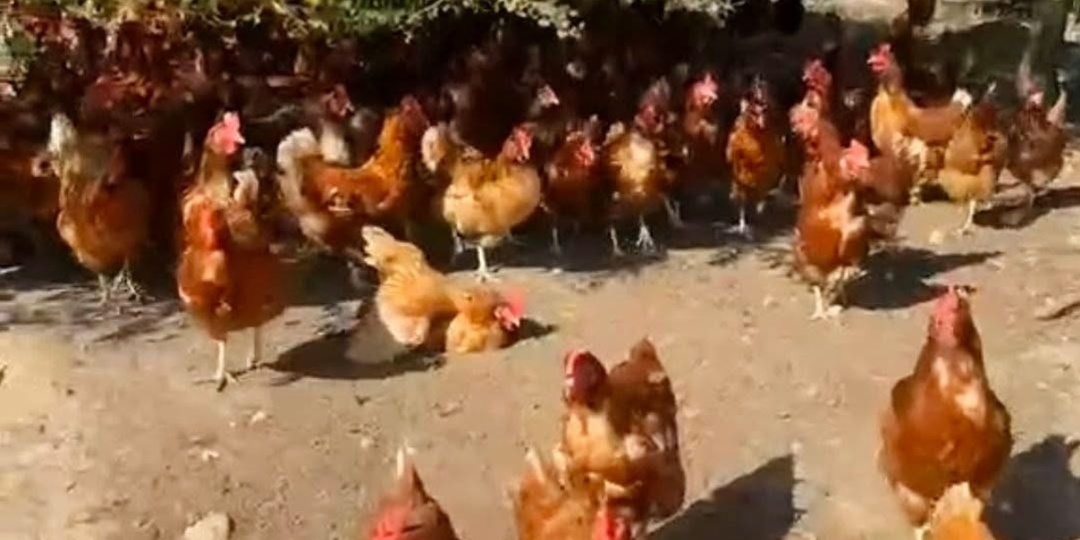 Спасите курочку!