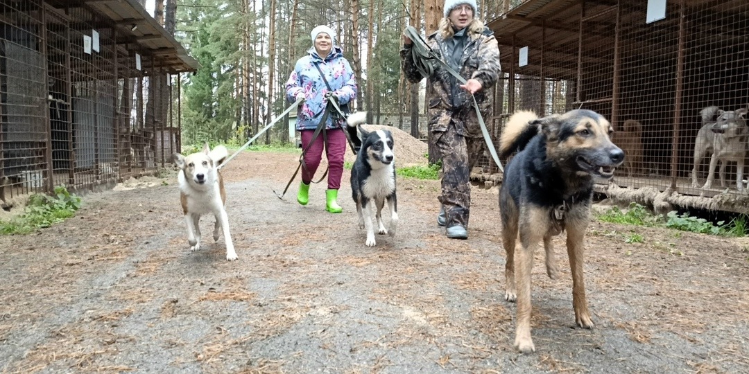 Приюту для собак нужна ваша поддержка