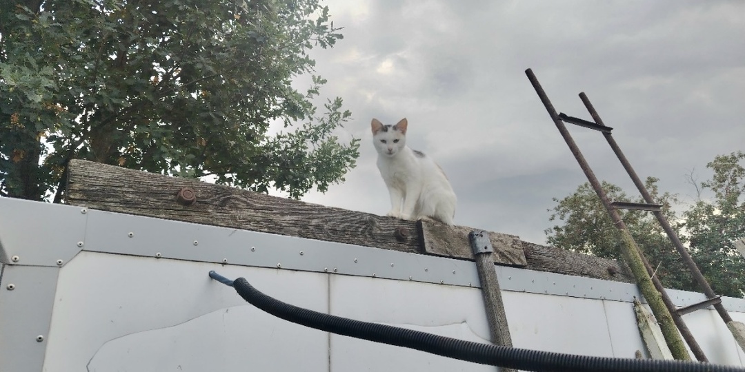 На кошек все равно? Как УК должны обрабатывать подвалы от паразитов, чтобы не пострадали бездомные кошки