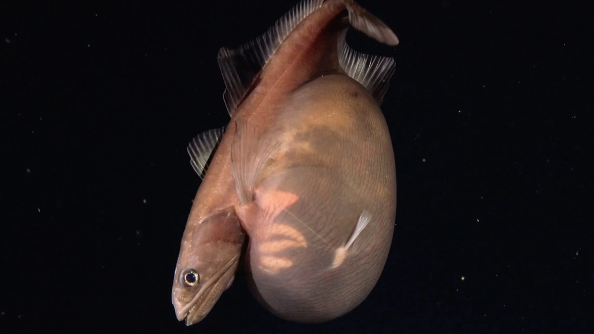     ����: ROV SuBastian/Schmidt Ocean Institute ������ �������� (Chiasmodon niger)