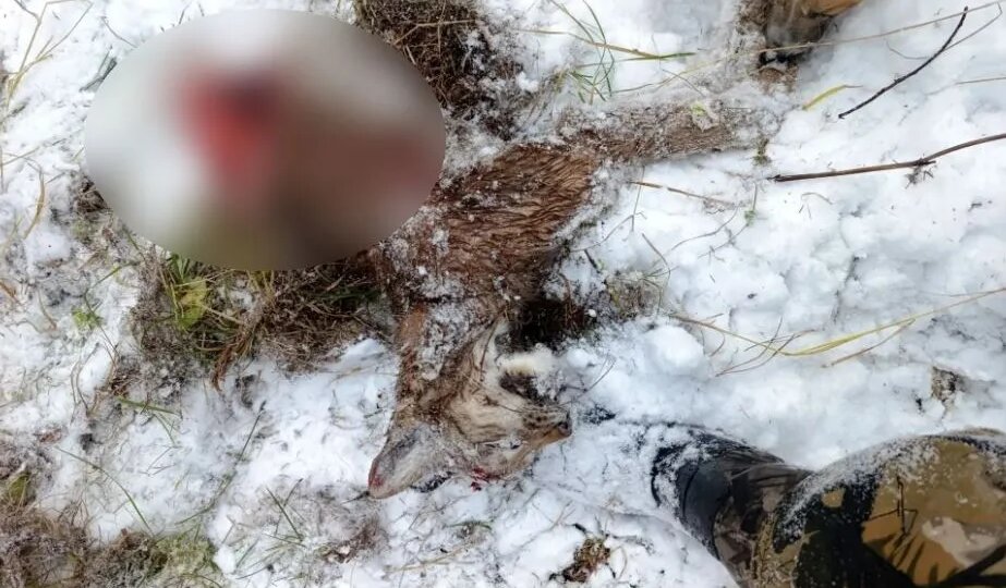 Голодные медведи начали нападать на других зверей в лесах Красноярского края