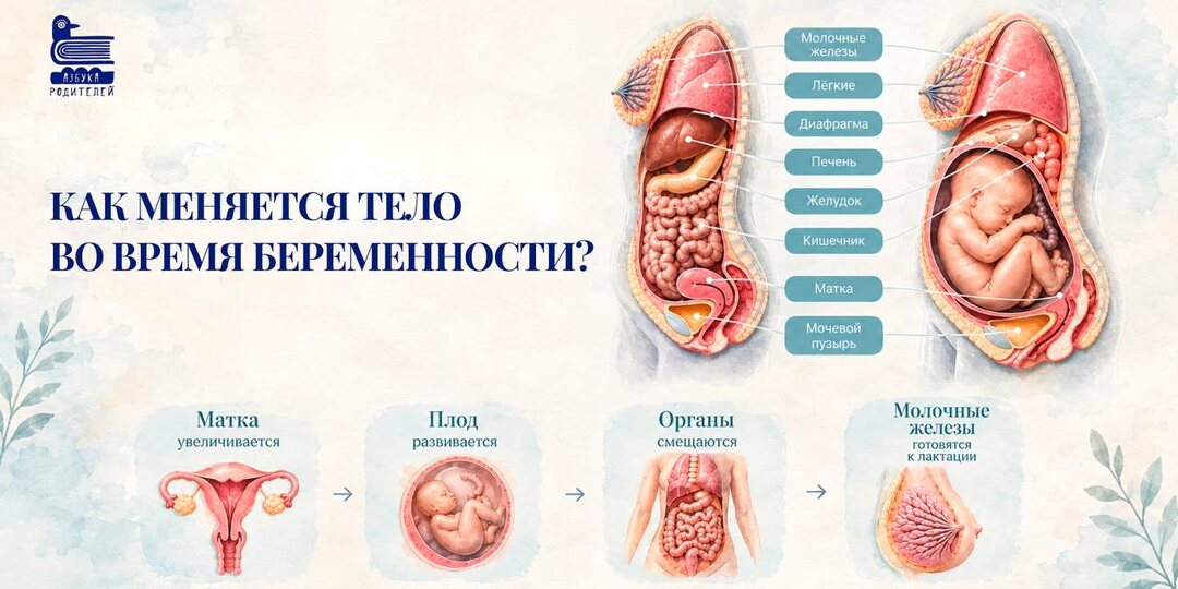 Как меняется тело во время беременности