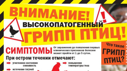 Администрация Брянска напомнила о высокопатогенном гриппе птиц