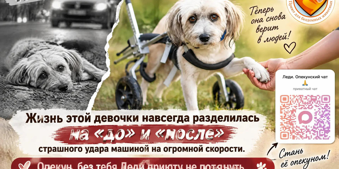 У Леди сломан позвоночник, но не сломлена душа. Помогите нам спасти её жизнь!
