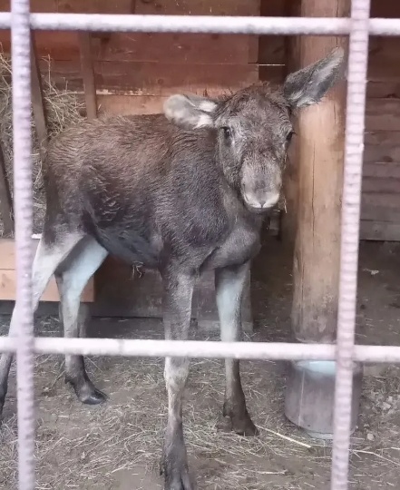 Отбившегося от матери семимесячного лосёнка спасли в Алтайском крае