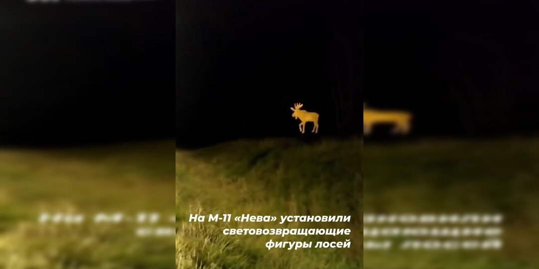 На трассе М-11 «Нева» появились световозвращающие фигуры лосей