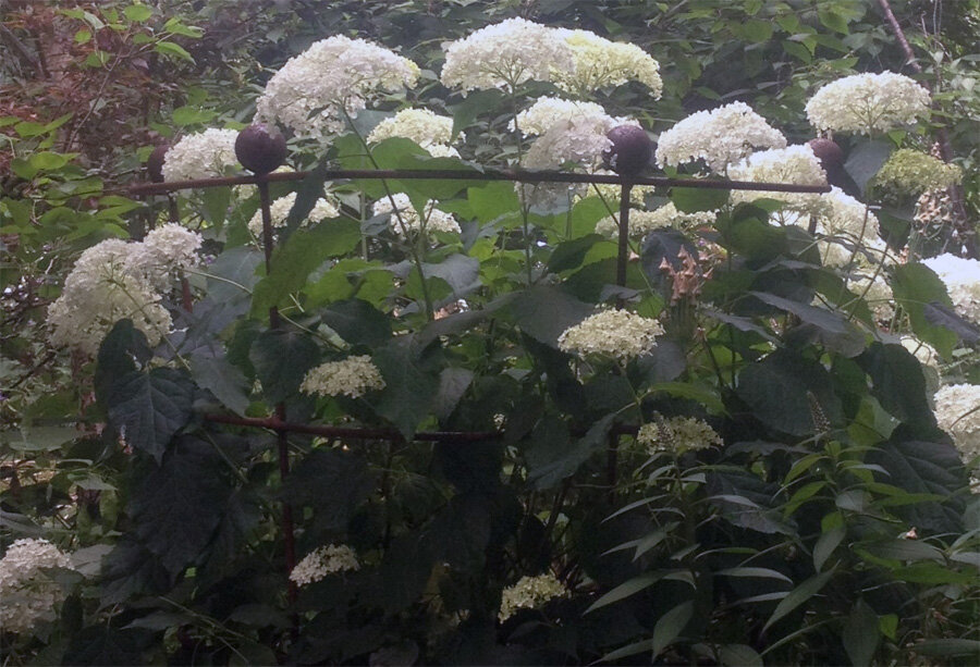 Цветы гортензии от влаги тяжелеют, подпорки им нужны в первую очередь