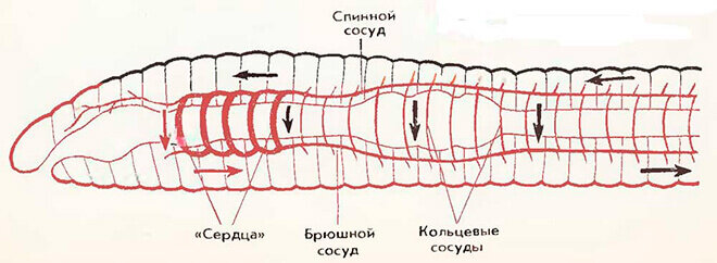 Кровеносная система дождевого червя.