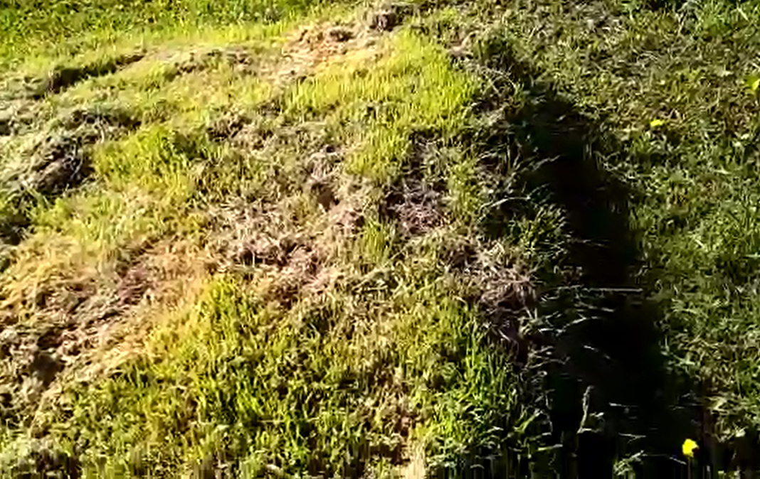 На эту компостную высыпал зерна ячменя. Всходы срезал срезал мотыгой