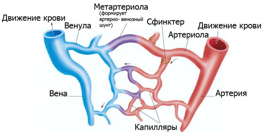 Артериовенозный шунт. Артерии и вены венулы и артериолы. Аорта артерии артериолы капилляры венулы вены полые вены. Строение артериолы. Артерии артериолы капилляры.