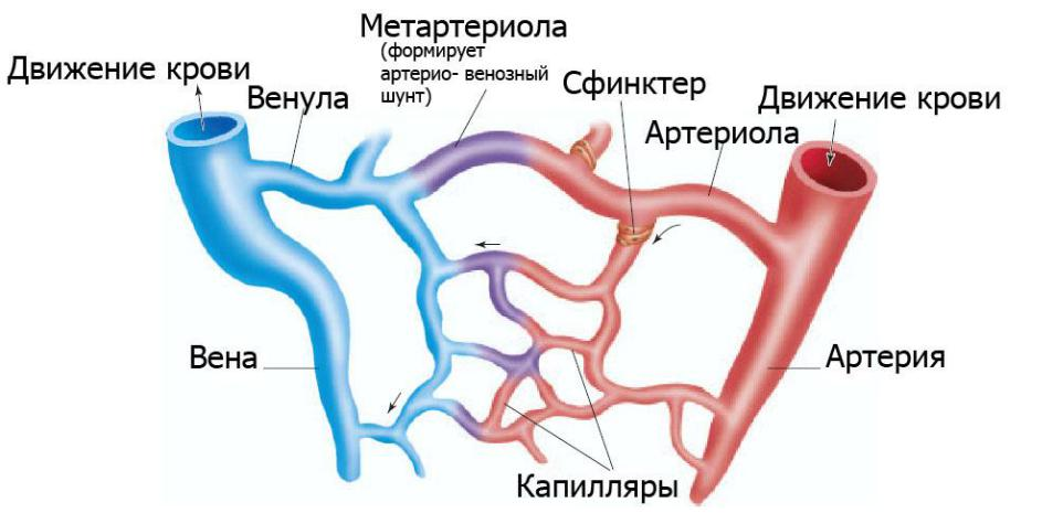 Вены и артерии схема