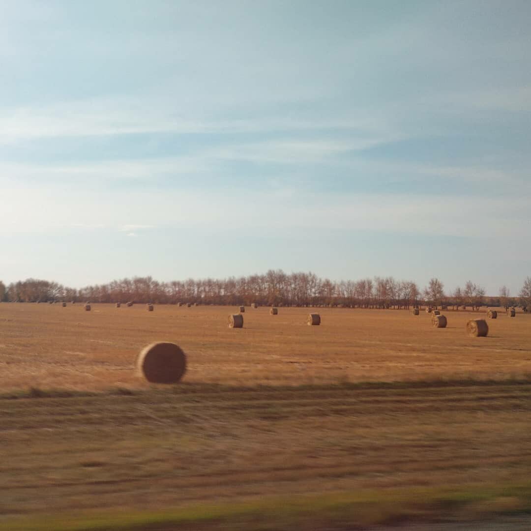 Вид из окна автобуса. Рулоны соломы свернуты и готовы покинуть поля.