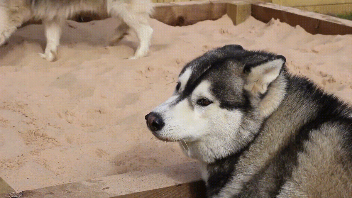 Съемка домашних животных. Стабилизатор Ronin SC и камера Sony