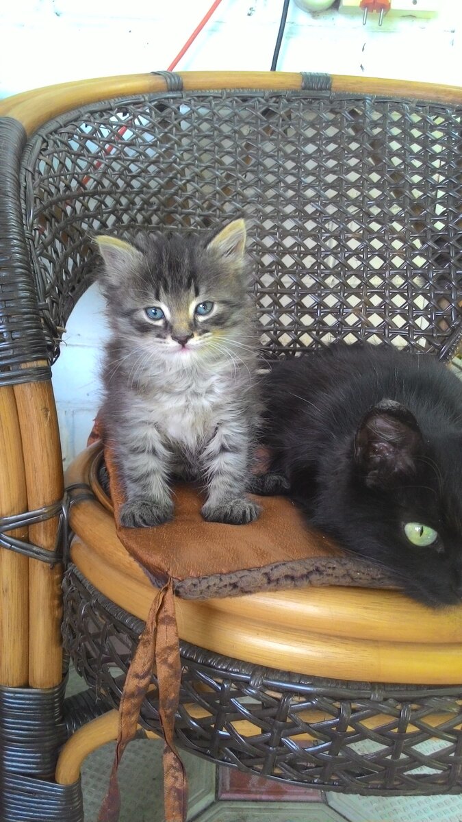 Попробуй потрогать: видишь, какая у меня мама?