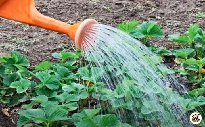 Подкормка клубники