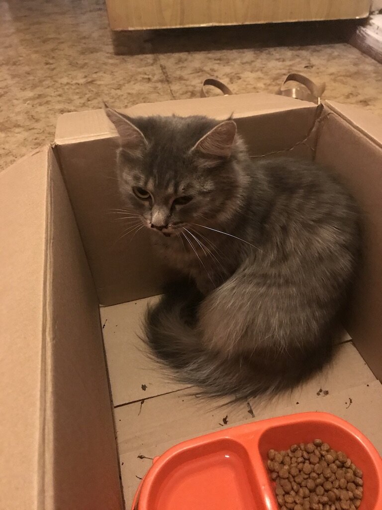 Марта после падения. Фото автора